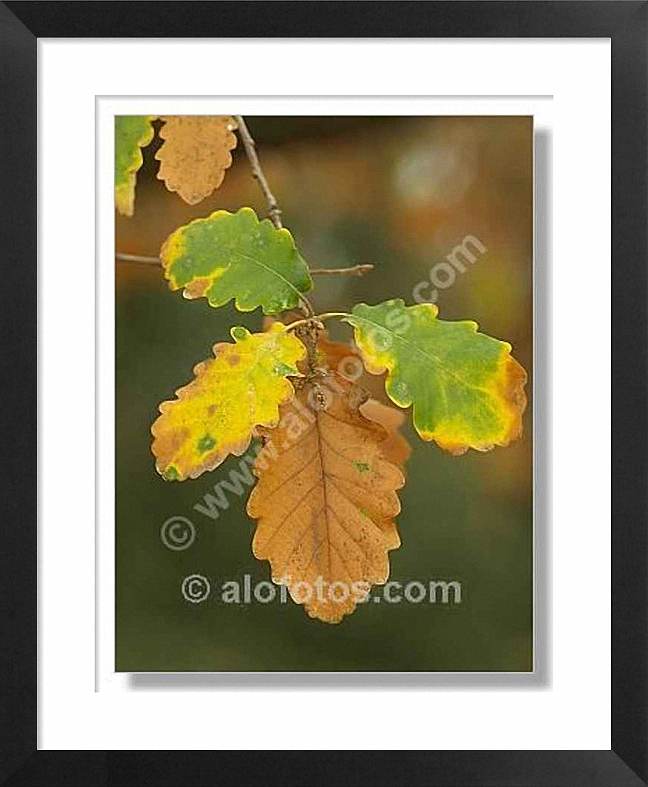 roble, hojas, Quercus robur