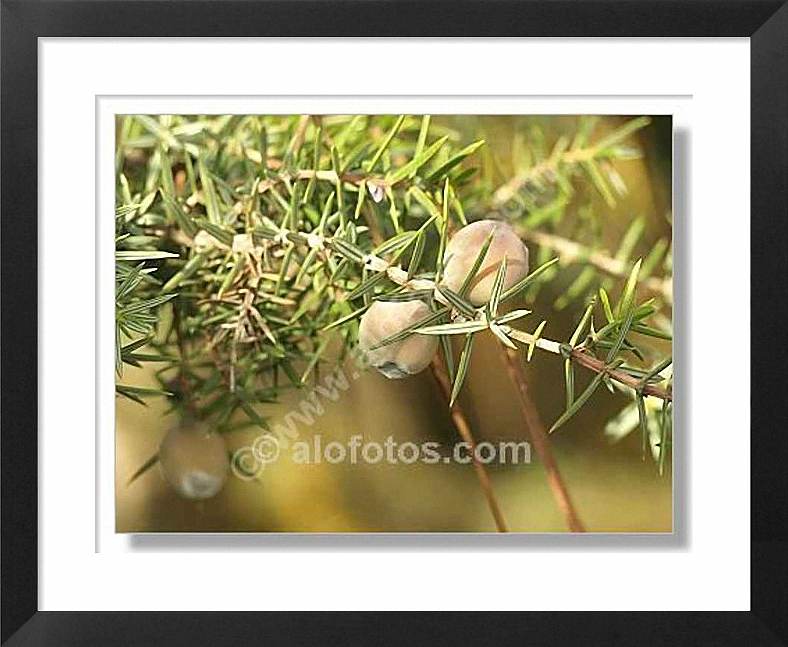 Juniperus macrocarpa, enebro