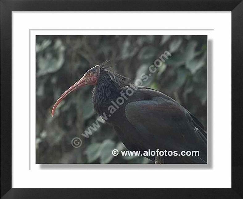 aves, ibis eremita