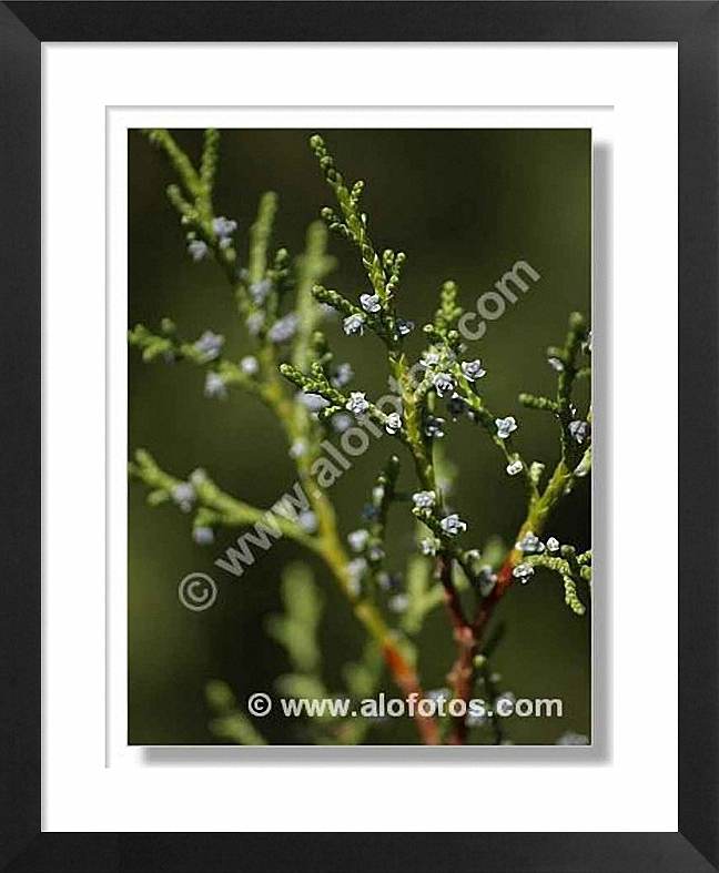 sabina negral, Juniperus phoenicea