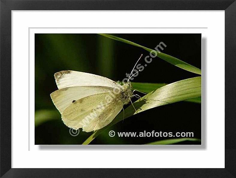 mariposa blanca, Pieris brassicae