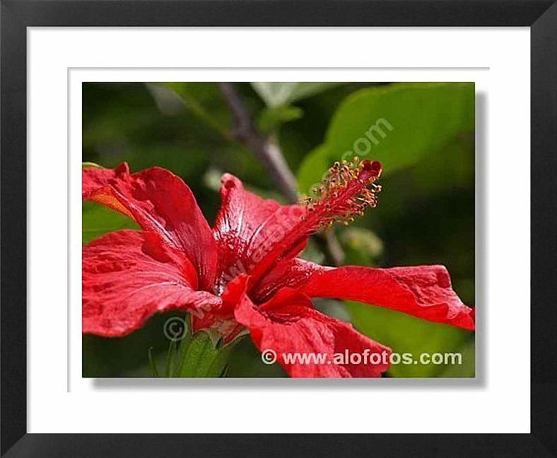 flor roja, hibisco en alofotos