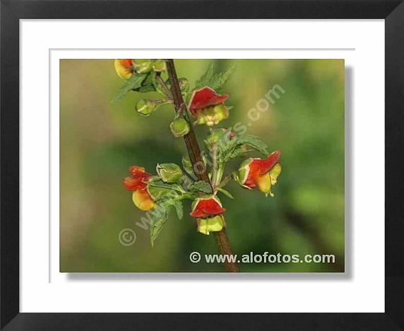 flores silvestres, Scrophularia sambucifolia