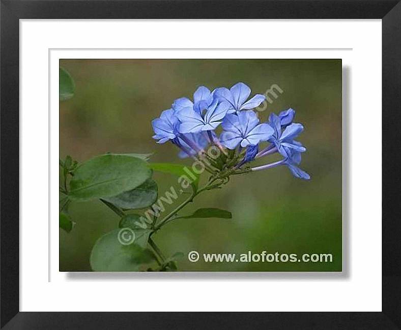 plantas con flores azules