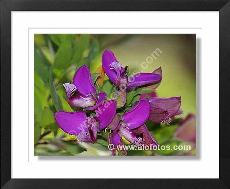 flores violetas, flores ornamentales