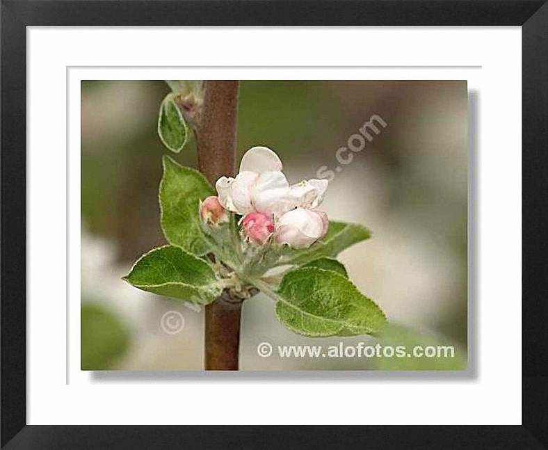 manzano, flor blanca