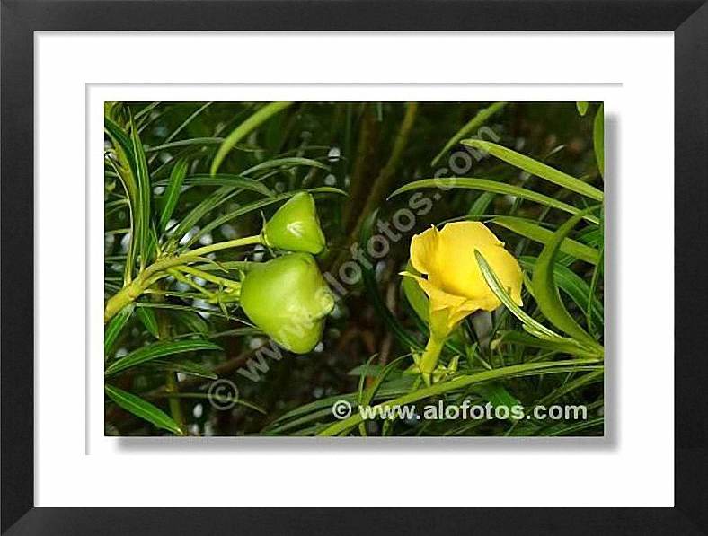 flor amarilla, thevetia peruviana