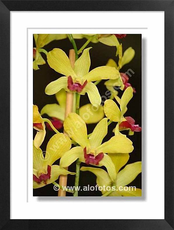 orquideas, amarillas, rojas