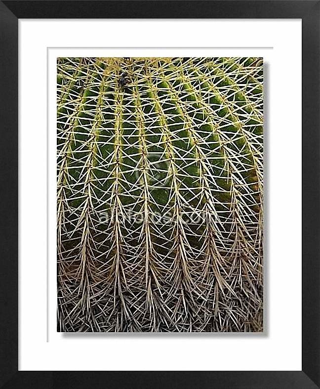 cactus, espinas