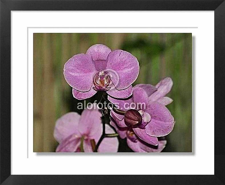 phalaenopsis hybrida, orquideas rosas