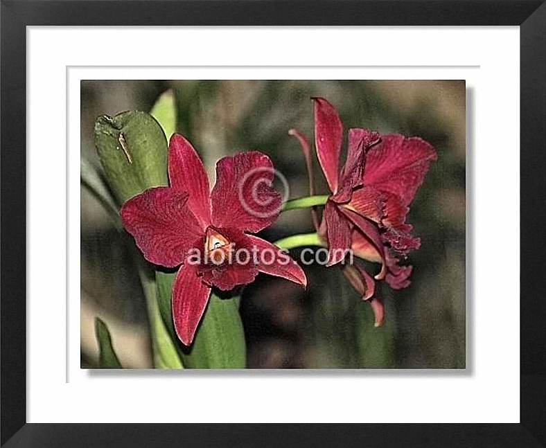 orquideas rojas