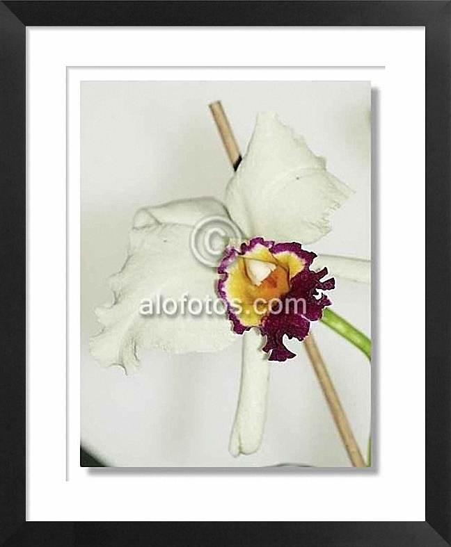 orquidea blanca cultivada