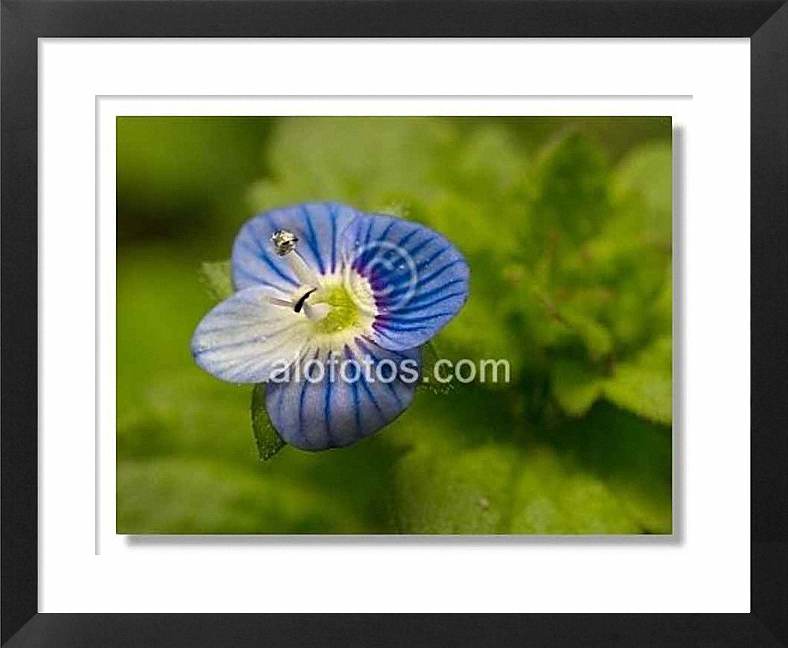florecilla azul, Veronica persica