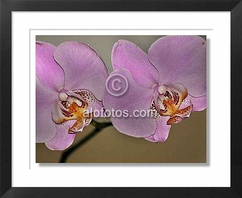orquideas mariposa, Phalaenopsis hybrida