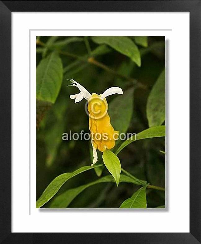 Flor amarilla, Beloperone guttata