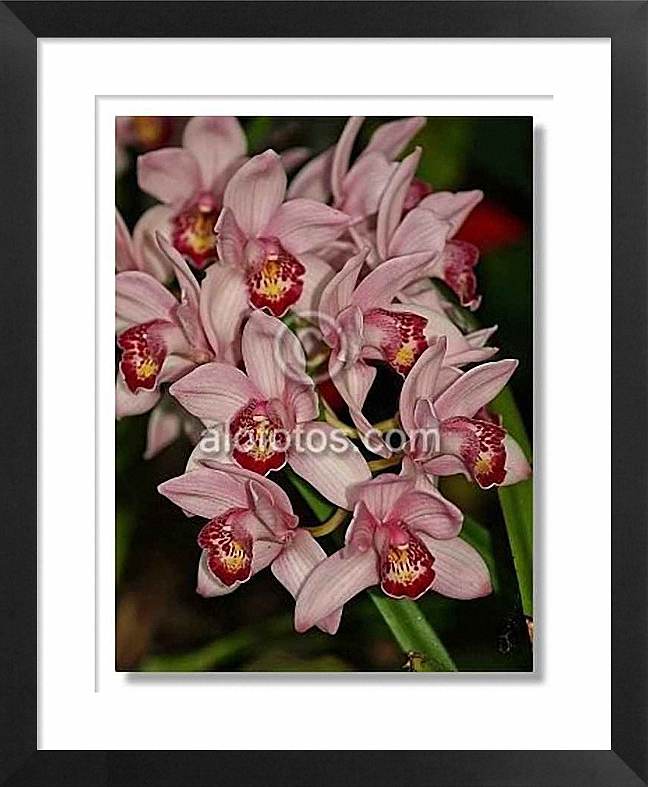 orquideas, cymbidium
