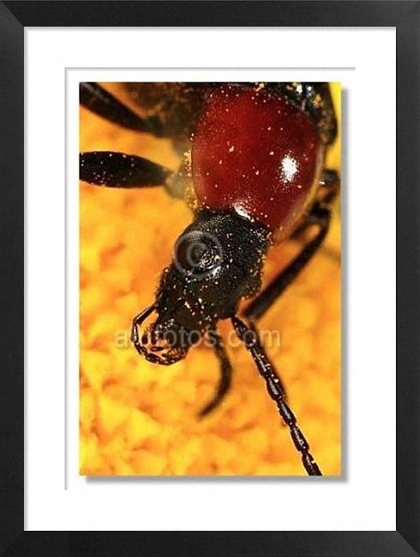 macrofotografía, escarabajo