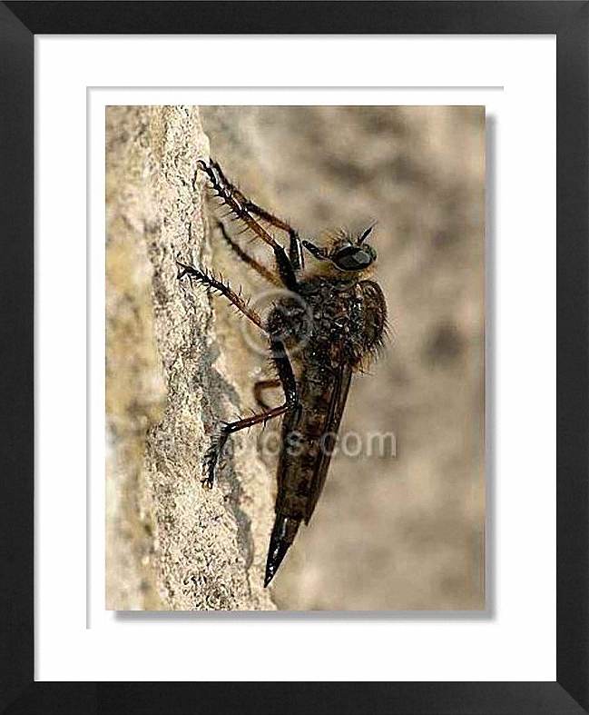 mosca salteadora, insectos depredadores