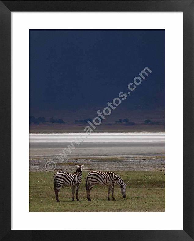 animales del Ngorongoro