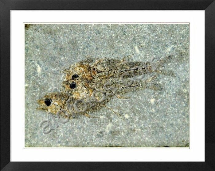 peces fósiles animales
