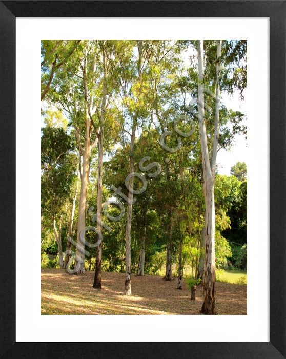 eucalyptus camaldulensis
