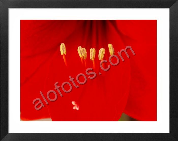 flor roja hemerocallis